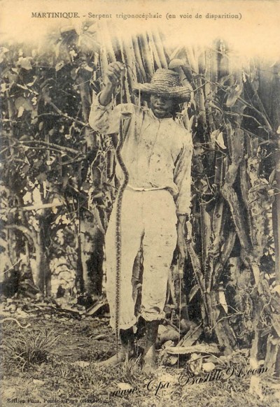 Chasseur de serpents -Trigonocéphaie en voie de disparition) édition Phos-Guadeloupe - Cliquez sur la carte pour l’agrandir et en voir tous les détails