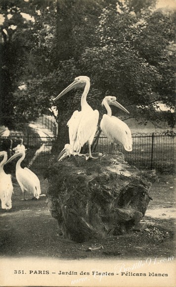 05arrt-Paris - Jardin des plantes-pélicans blancs - Cliquez sur la carte pour l’agrandir et en voir tous les détails