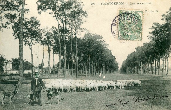 91- Montgeron-les Moutons-editeur ELD 