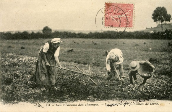 Les travaux des champs-la recolte de pommes de terre