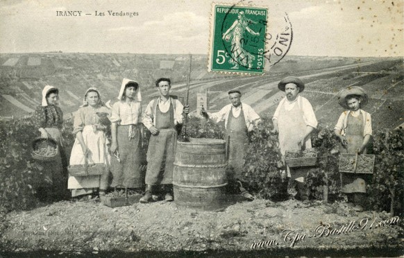 Irancy - les vendanges 