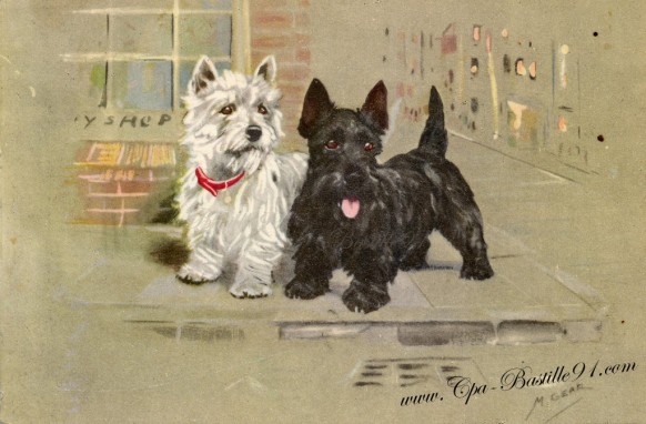 carte postale ancienne-deux petits chiens noir et blanc