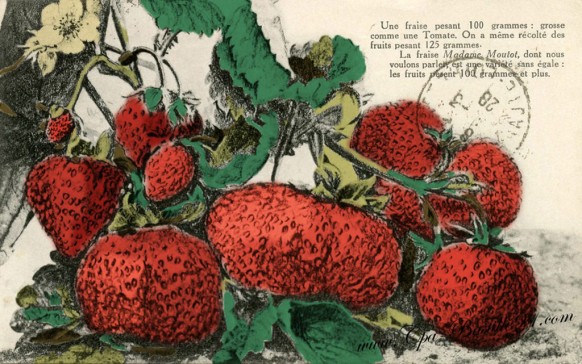 carte-postale-Ancienne-Une Fraise de 100 grammes grosse comme une tomate-couleur