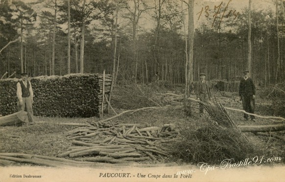 Paucourt-Une-coupe-dans-la-foret