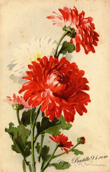 Le Bouquet de DAHLIA signée Catharina KLEIN 