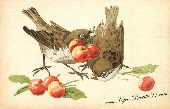 Carte postale ancienne - les oiseaux aux cerises de l'illustrateur Trimm 