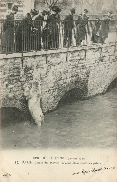 Crue de la Seine - janvier 1910 - Paris le Jardin des plantes - l'Ours Blanc conte ses peines