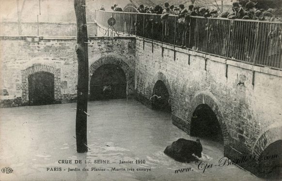 Crue de la Seine en Janvier 1910 - Paris le jardin des plantes - l'Ours Martin très ennuyé