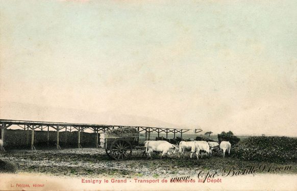 Carte- Postale Ancienne d'Essigny-le-Grand - le Transport de betteraves au dépôt en 1910