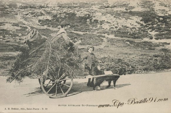 Attelage de chien sur l'ile de Saint Pierre et Miquelon